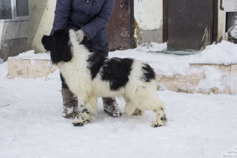 Фотография № 172588