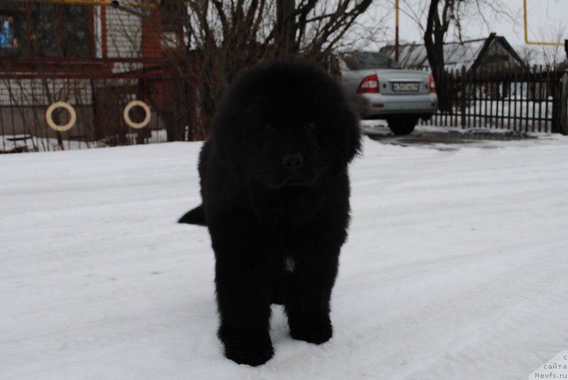 Фото: ньюфаундленд Моя Стихия Иксия Элли Сюрпрайз (Moya Stikhiya Iksiya Elli Surprise)