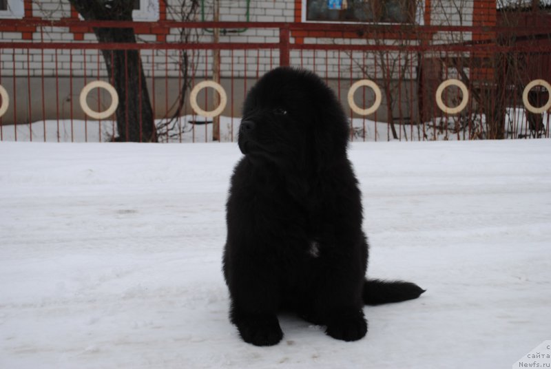 Фото: ньюфаундленд Моя Стихия Иксия Элли Сюрпрайз (Moya Stikhiya Iksiya Elli Surprise)