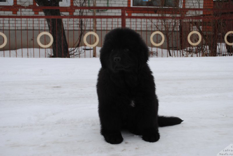 Фото: ньюфаундленд Моя Стихия Иксия Элли Сюрпрайз (Moya Stikhiya Iksiya Elli Surprise)