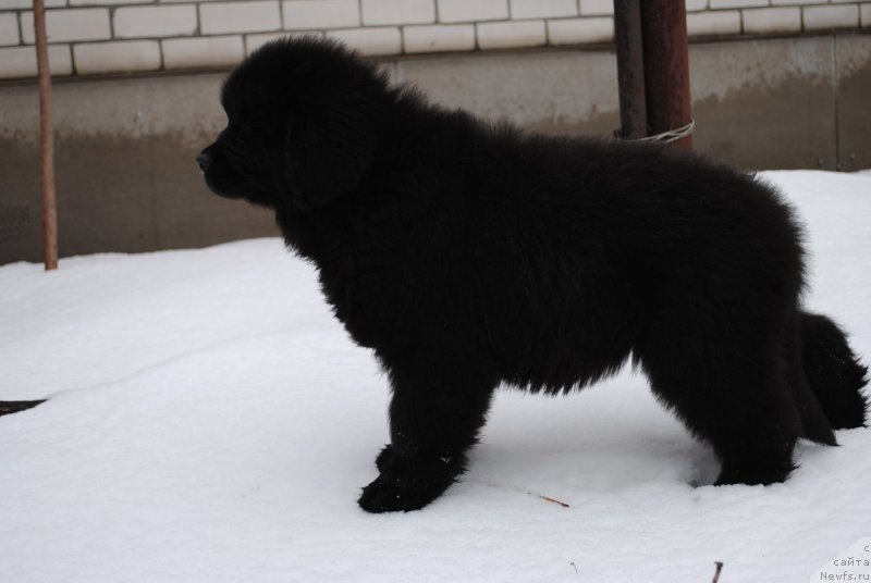 Фото: ньюфаундленд Моя Стихия Иксия Элли Сюрпрайз (Moya Stikhiya Iksiya Elli Surprise)