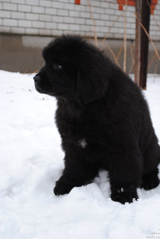 Фото: ньюфаундленд Моя Стихия Иксия Элли Сюрпрайз (Moya Stikhiya Iksiya Elli Surprise)