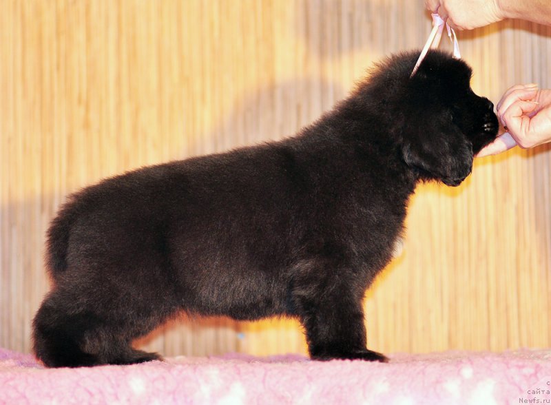 Фото: Бегущая по волнам Анаис-Анаис