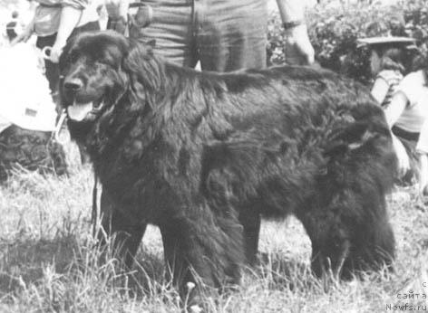 Фото: ньюфаундленд Перле Лаир