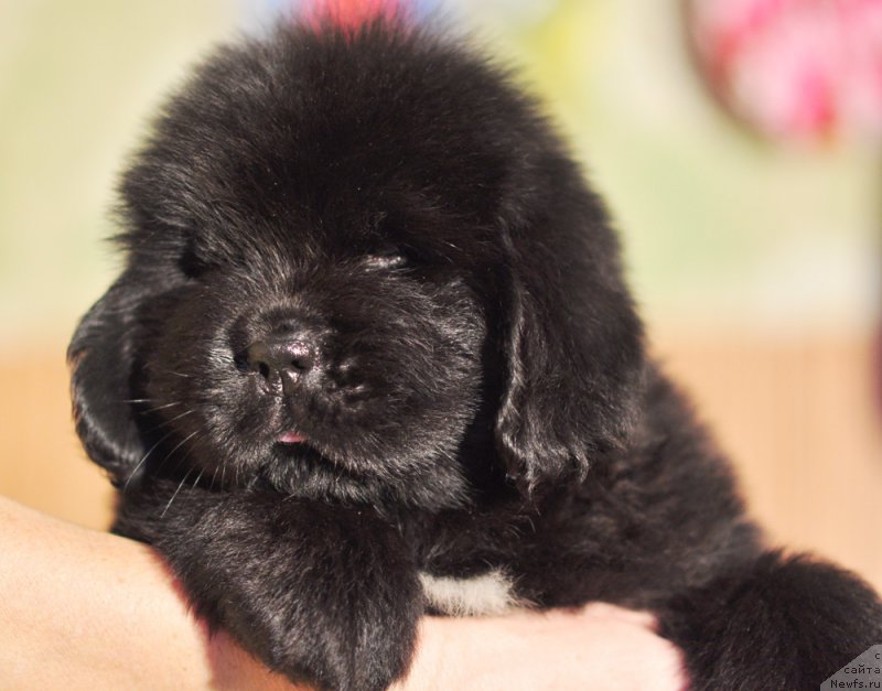 Фото: Бегущая по волнам Анаис-Анаис