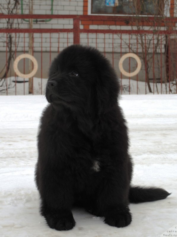 Фото: ньюфаундленд Моя Стихия Иксия Элли Сюрпрайз (Moya Stikhiya Iksiya Elli Surprise)