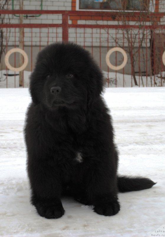 Фото: ньюфаундленд Моя Стихия Иксия Элли Сюрпрайз (Moya Stikhiya Iksiya Elli Surprise)