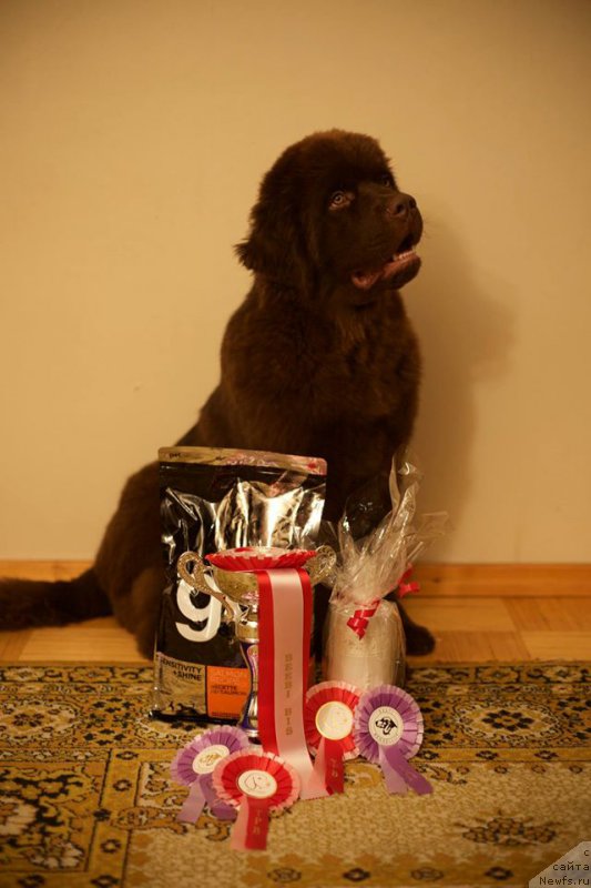 Фото: ньюфаундленд Браунблад МСК Хаиес Хаго (Brownblood MSK Hayes Hago)