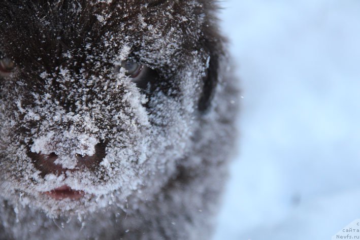 Фото: ньюфаундленд Гвардеец с Берега Дона (Gvardeec s Berega Dona)
