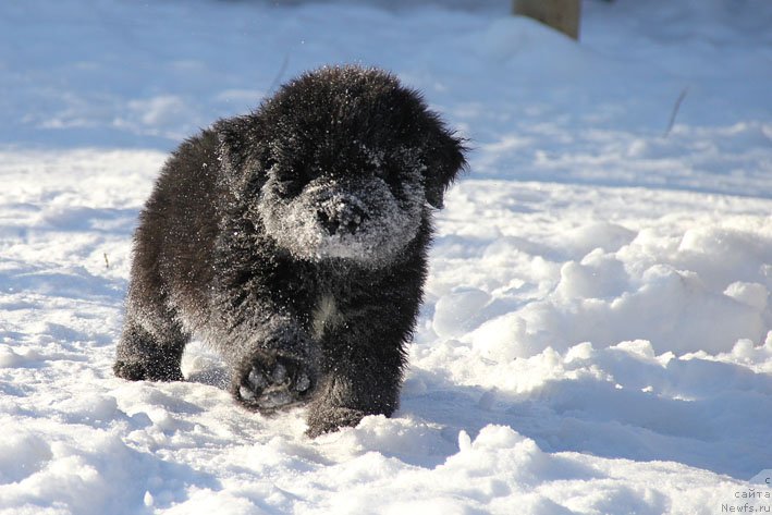 Фотография № 172638