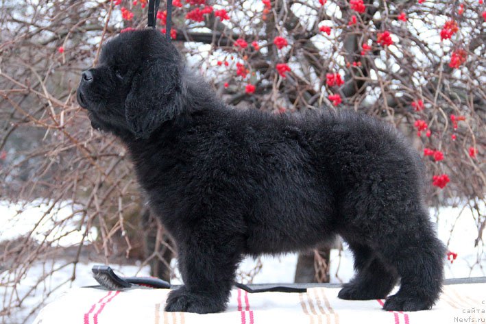 Фото: ньюфаундленд Гренадер с Берега Дона (Grenader s Berega Dona)