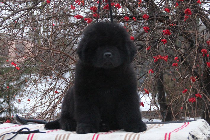Фото: ньюфаундленд Гренадер с Берега Дона (Grenader s Berega Dona)