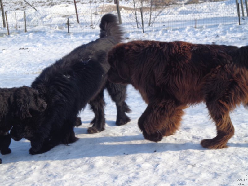 Фото: ньюфаундленд Ньюфорт Ю'Северино, ньюфаундленд Викториус Смайл, дарк прайд ван лак