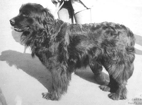 Фото: ньюфаундленд Патриция
