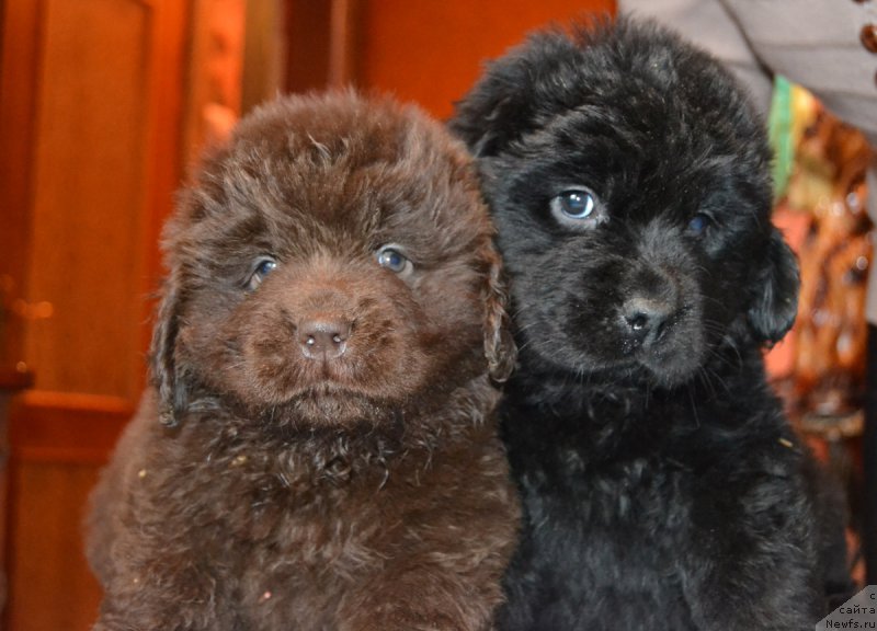 Фото: ньюфаундленд Парис Браун Элерон, ньюфаундленд Пандора Блек Роуз