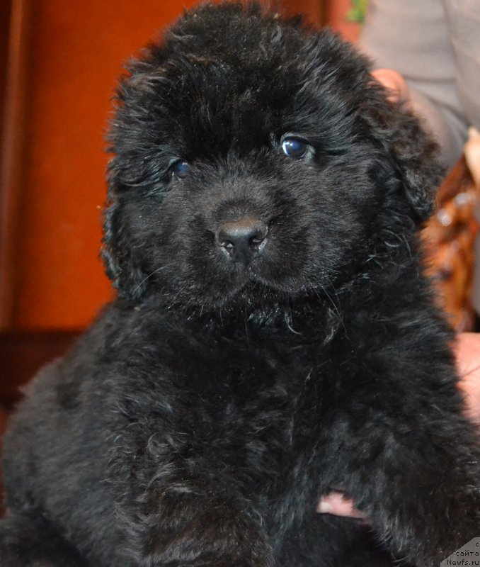 Фото: ньюфаундленд Пелей Клеве Лэд