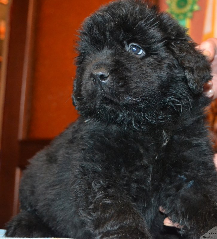 Фото: ньюфаундленд Пелей Клеве Лэд