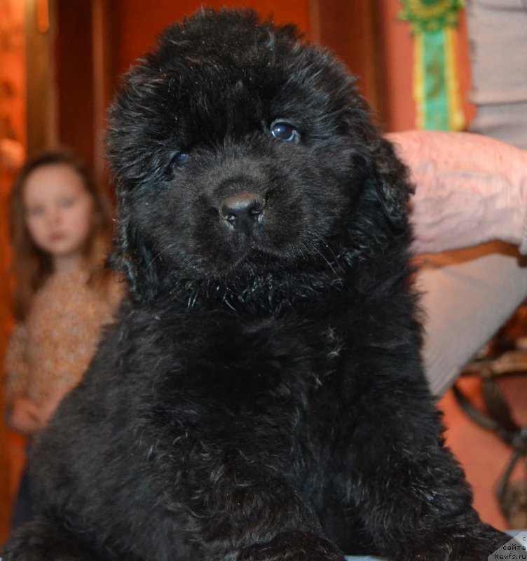 Фото: ньюфаундленд Протей Бравери Хартц