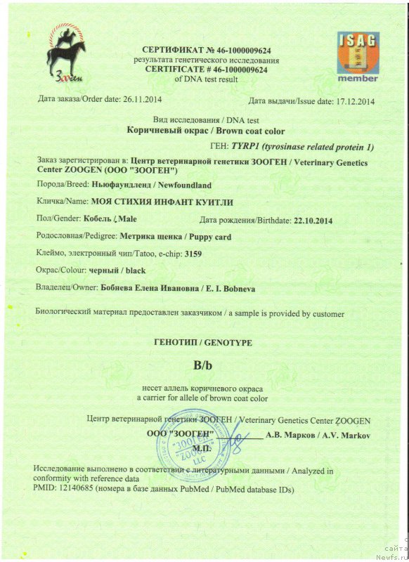 Фото: ньюфаундленд Моя Стихия Инфантум Куитми