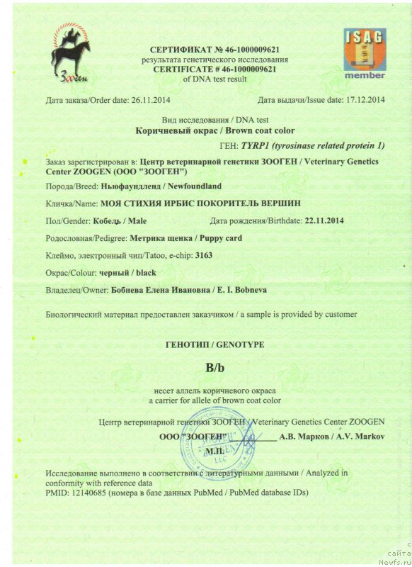 Фото: ньюфаундленд Моя Стихия Ирбис Покоритель Вершин