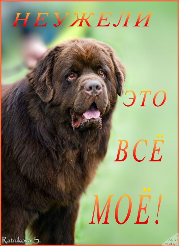 Фото: ньюфаундленд Чармер Денкам Бронз (Charmer Denkam Bronze)