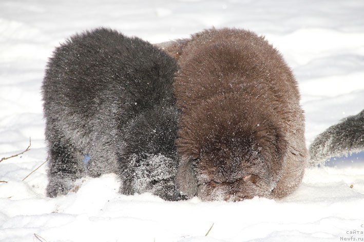 Фото: ньюфаундленд Гусар с Берега Дона (Gusar s Berega Dona), ньюфаундленд Гвардеец с Берега Дона (Gvardeec s Berega Dona)
