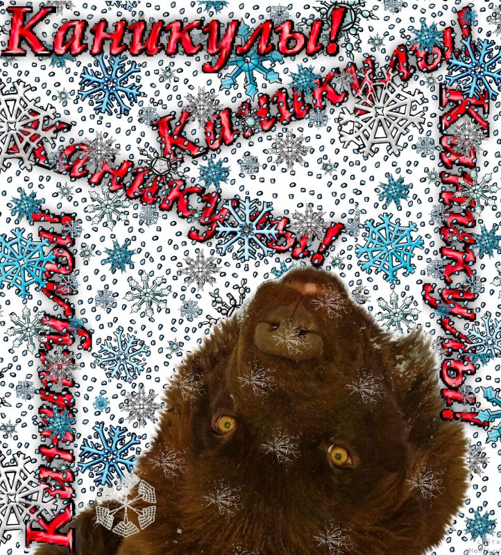 Фото: ньюфаундленд Браунблад МСК Хаким Голд Хайдар (Brownblood MSK Hakim Gold Haydar)