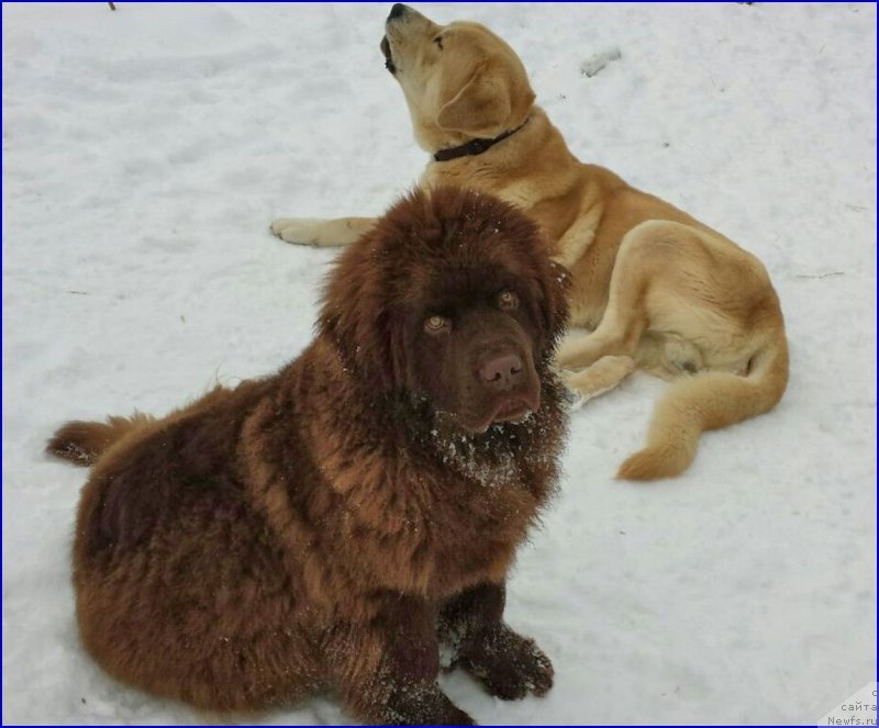 Фото: ньюфаундленд Браунблад МСК Хаким Голд Хайдар (Brownblood MSK Hakim Gold Haydar), ФРАНКО