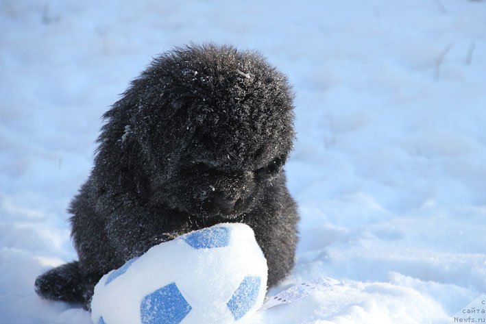 Фото: ньюфаундленд Гренадер с Берега Дона (Grenader s Berega Dona)