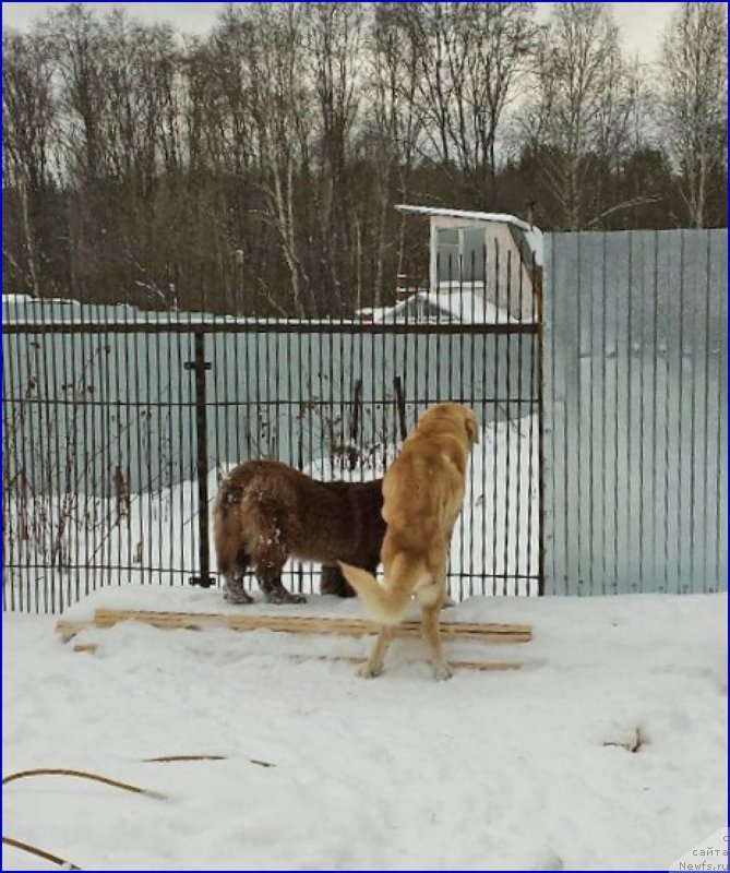 Фото: ньюфаундленд Браунблад МСК Хаким Голд Хайдар (Brownblood MSK Hakim Gold Haydar), ФРАНКО