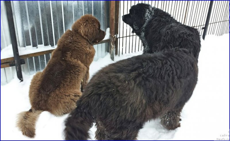 Фото: ньюфаундленд Браунблад МСК Хаким Голд Хайдар (Brownblood MSK Hakim Gold Haydar), ньюфаундленд Валенсия Черная Жемчужина, ньюфаундленд Ньюфорт Тайм'с Голд Алекса
