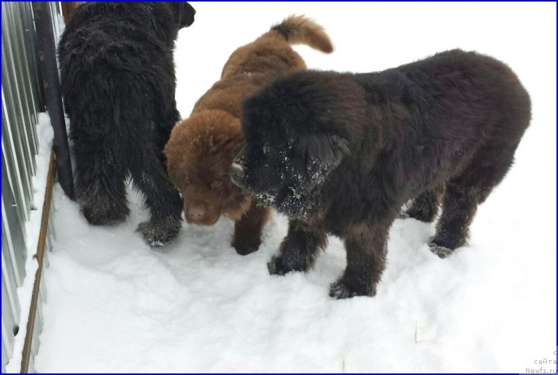 Фотография № 172774