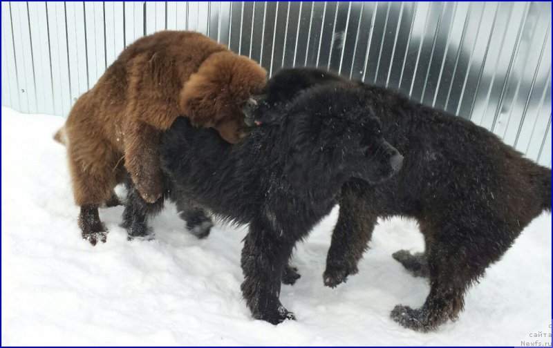 Фотография № 172775