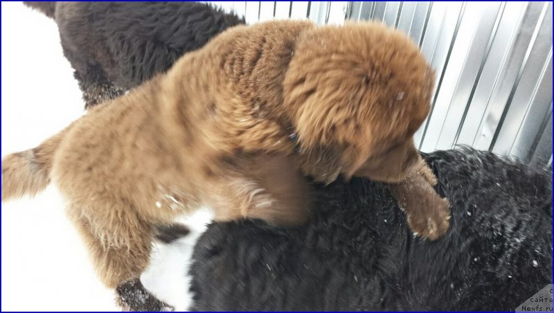 Фото: ньюфаундленд Браунблад МСК Хаким Голд Хайдар (Brownblood MSK Hakim Gold Haydar)