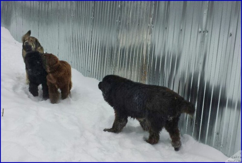 Фотография № 172777