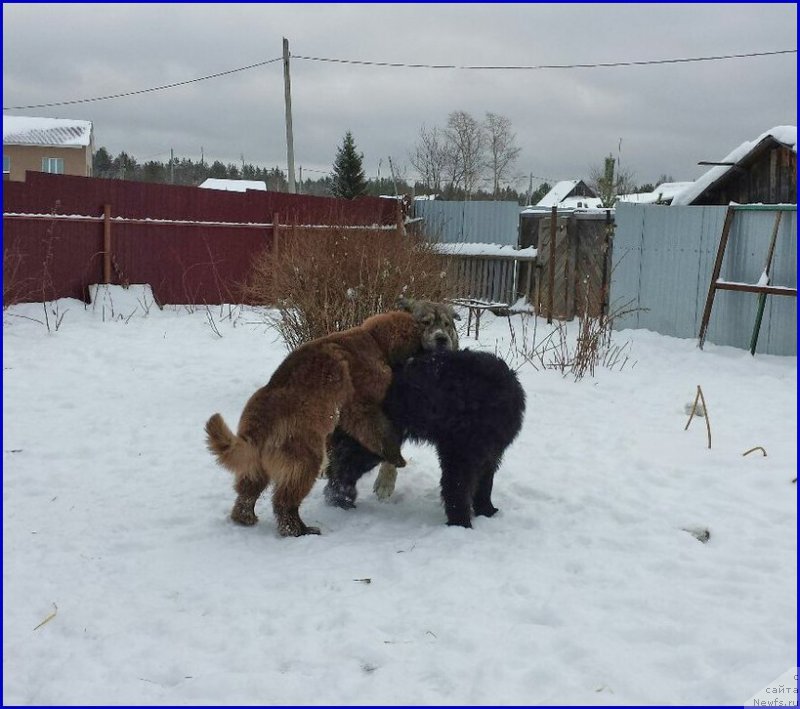 Фото: ньюфаундленд Браунблад МСК Хаким Голд Хайдар (Brownblood MSK Hakim Gold Haydar), ньюфаундленд Ньюфорт Тайм'с Голд Алекса, ДЕН