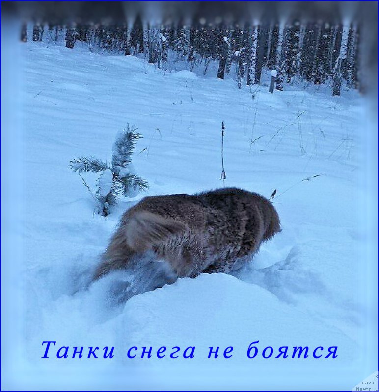 Фото: ньюфаундленд Браунблад МСК Хаким Голд Хайдар (Brownblood MSK Hakim Gold Haydar)