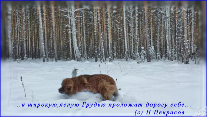 Фото: ньюфаундленд Браунблад МСК Хаким Голд Хайдар (Brownblood MSK Hakim Gold Haydar)