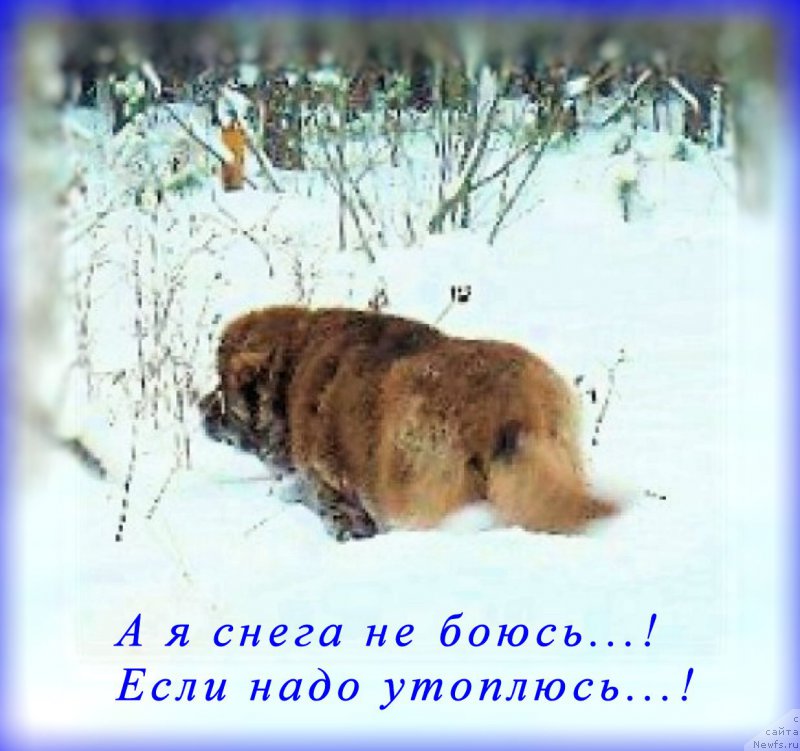 Фото: ньюфаундленд Браунблад МСК Хаким Голд Хайдар (Brownblood MSK Hakim Gold Haydar)