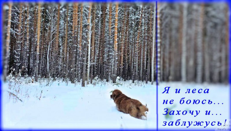 Фото: ньюфаундленд Браунблад МСК Хаким Голд Хайдар (Brownblood MSK Hakim Gold Haydar)