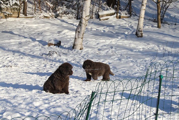 Фото: ньюфаундленд Гвардеец с Берега Дона (Gvardeec s Berega Dona), ньюфаундленд Госпожа Удача с Берега Дона (Gospozha Udacha s Berega Dona)