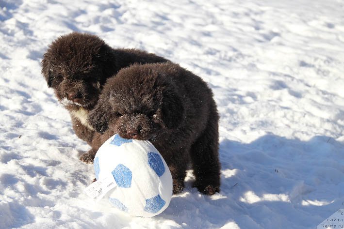 Фото: ньюфаундленд Гвардеец с Берега Дона (Gvardeec s Berega Dona)