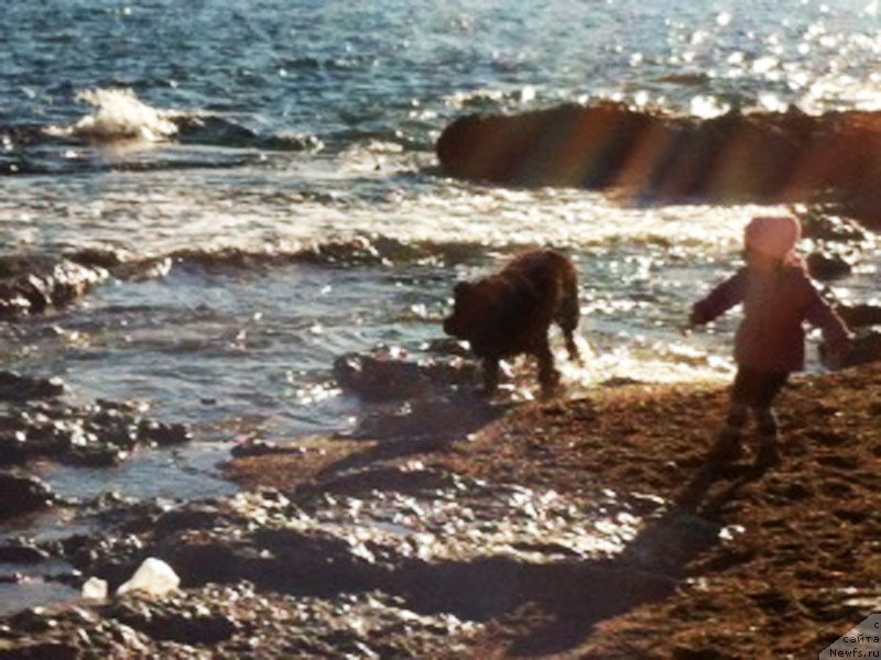 Фото: ньюфаундленд Браунблад МСК Харита Хавва (Brownblood MSK Harita Havva)