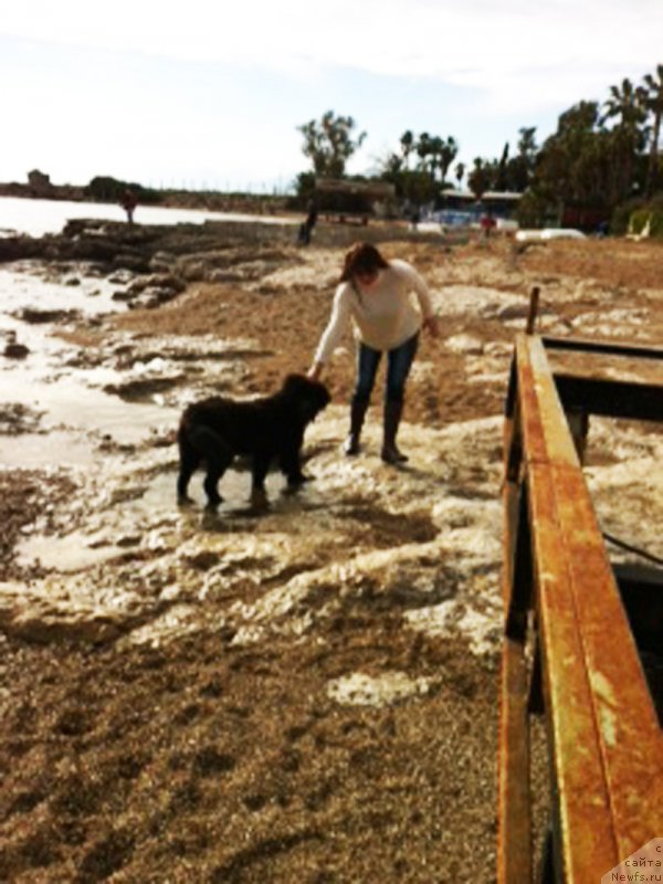 Фото: ньюфаундленд Браунблад МСК Харита Хавва (Brownblood MSK Harita Havva)