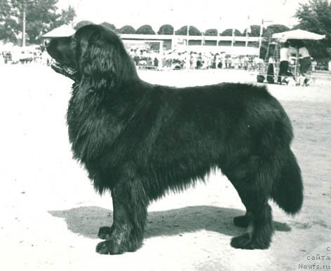 Фото: ньюфаундленд Задорка Шери Лель