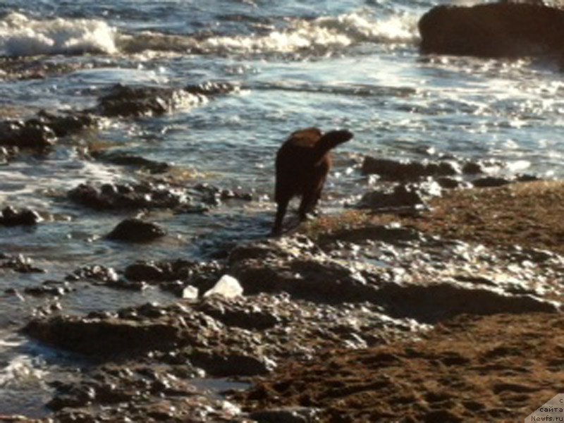 Фото: ньюфаундленд Браунблад МСК Харита Хавва (Brownblood MSK Harita Havva)