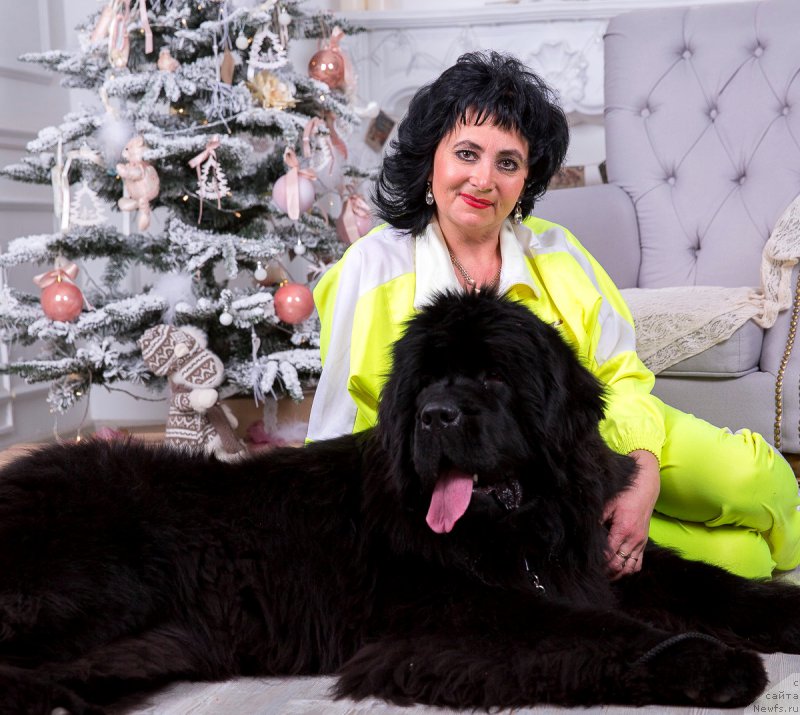 Фото: ньюфаундленд Victory Dance Dinastiya Soverchenstva