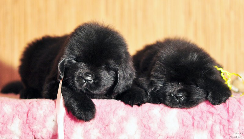 Фото: Бегущая по волнам Анаис-Анаис, Бегущая по волнам Алмост Анреал