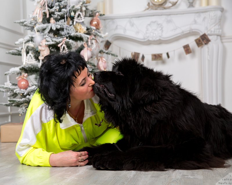 Фото: ньюфаундленд Victory Dance Dinastiya Soverchenstva