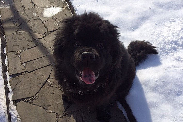 Фото: ньюфаундленд Атос с Берега Дона (Atos s Berega Dona)